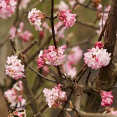 5023242185323 1 Viburnum x bodnantense Charles Lamont 3L.jpg